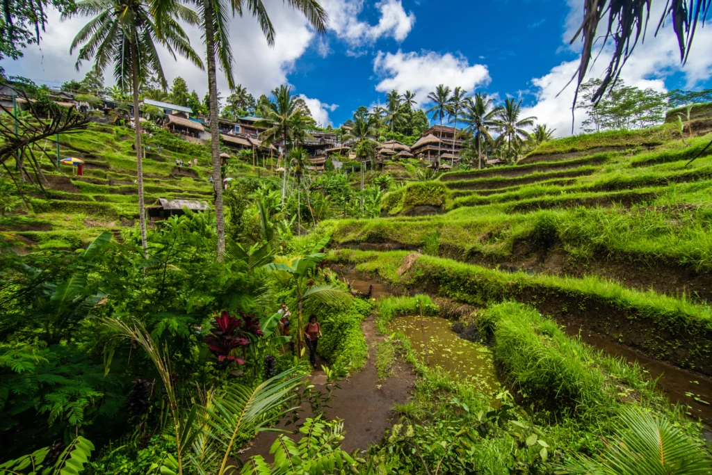 cerca pueblo cultural ubud hay zona conocida como tegallalang que cuenta arrozales terrazas mas espe 1